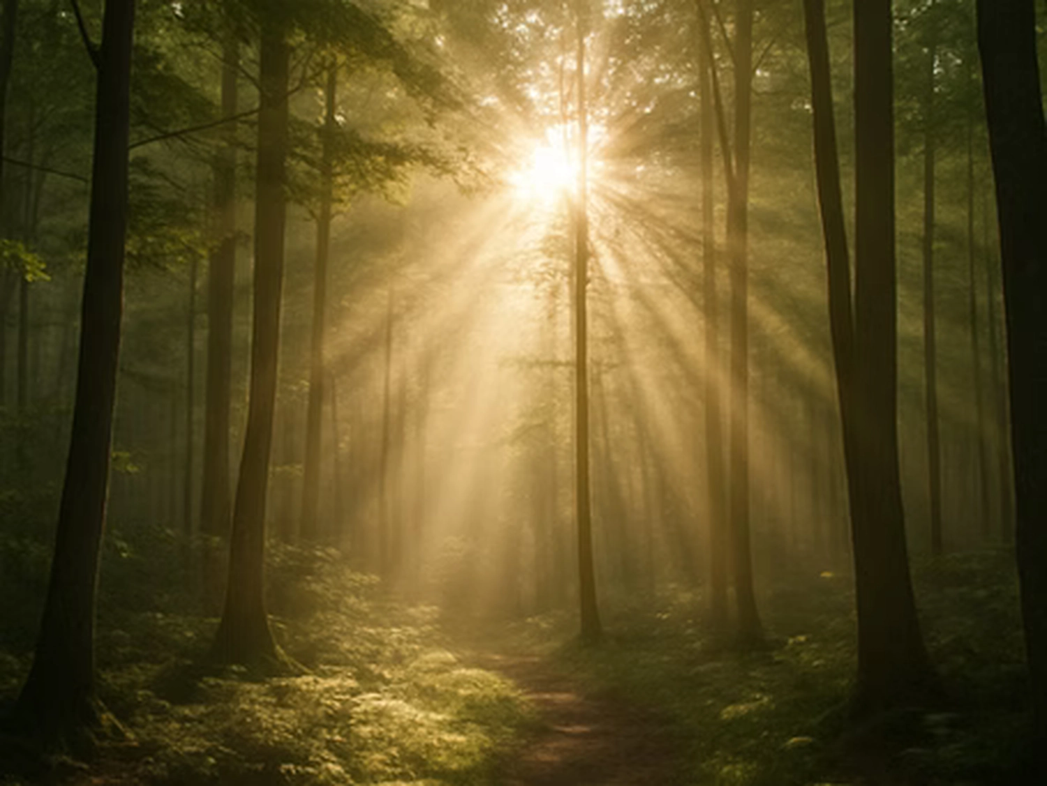 Wirtschaftsverein Apollon - Projektleitung von Konvaleszenz - Sonnenstrahlen scheinen bei Sonnenaufgang durch einen nebligen Wald