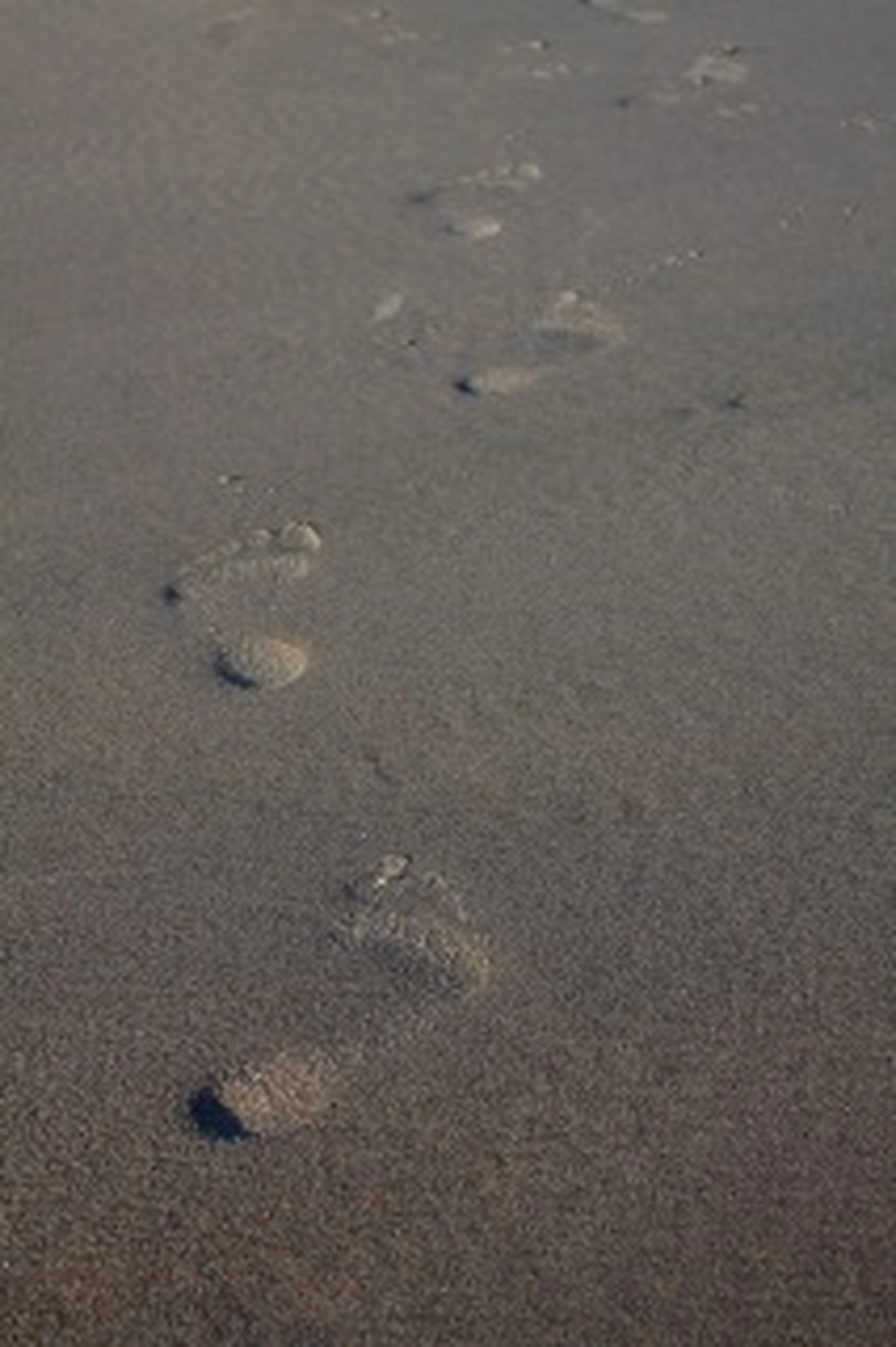 Wirtschaftsverein Apollon - Projektleitung von Konvaleszenz - Sonnenstrahlen scheinen bei Sonnenaufgang durch einen nebligen Wald